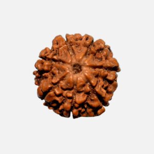7 Mukhi Rudraksha
